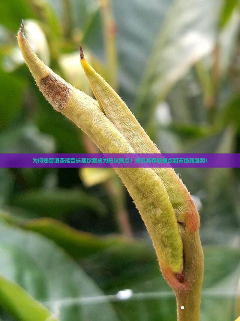 为何熟普洱茶能否长期珍藏成为热议焦点？探究其存放痛点和市场新趋势！