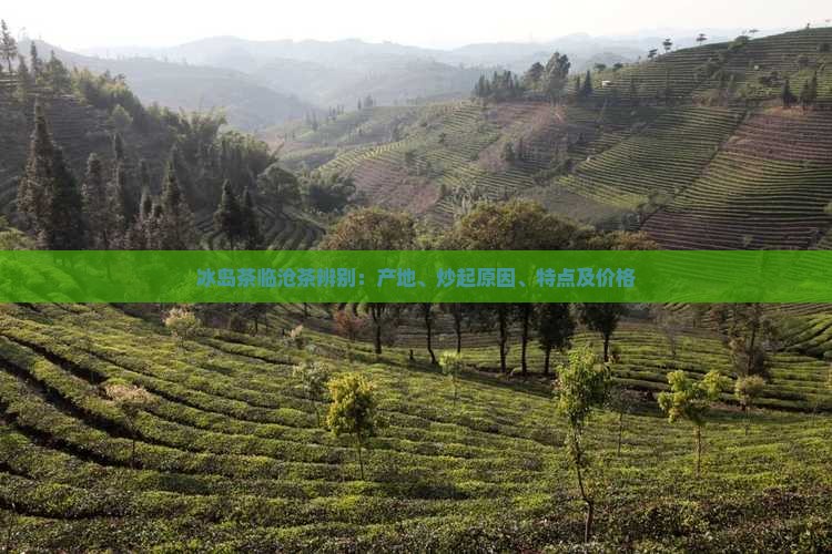 冰岛茶临沧茶辨别：产地、炒起原因、特点及价格