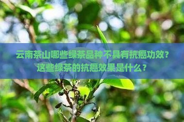 云南茶山哪些绿茶品种不具有抗癌功效？这些绿茶的抗癌效果是什么？
