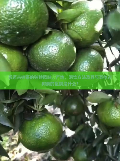 曼迈古树茶的独特风味、产地、泡饮方法及其与其他古树茶的区别是什么？