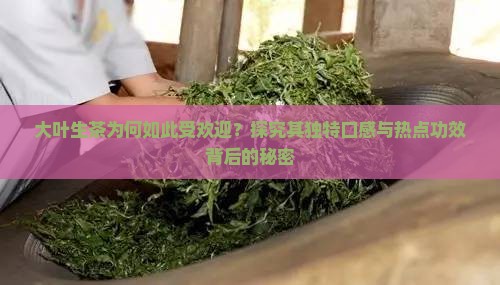 大叶生茶为何如此受欢迎？探究其独特口感与热点功效背后的秘密
