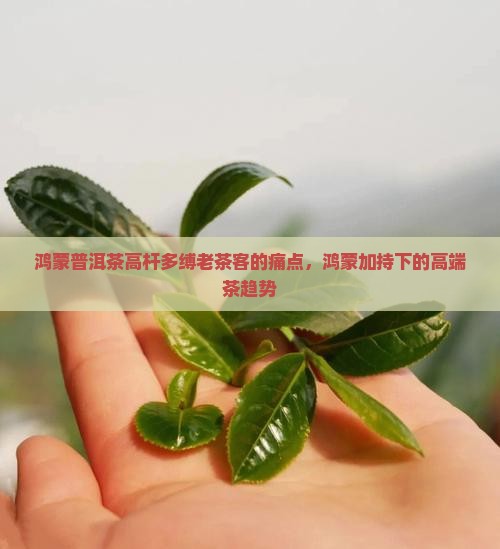鸿蒙普洱茶高杆多缚老茶客的痛点，鸿蒙加持下的高端茶趋势