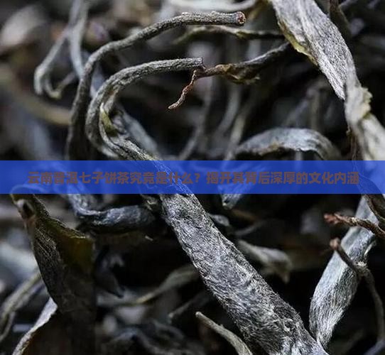 云南普洱七子饼茶究竟是什么？揭开其背后深厚的文化内涵