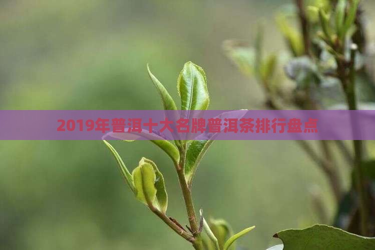 2019年普洱十大名牌普洱茶排行盘点