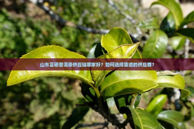 山东富硒普洱茶供应链哪家好？如何选择靠谱的供应商？