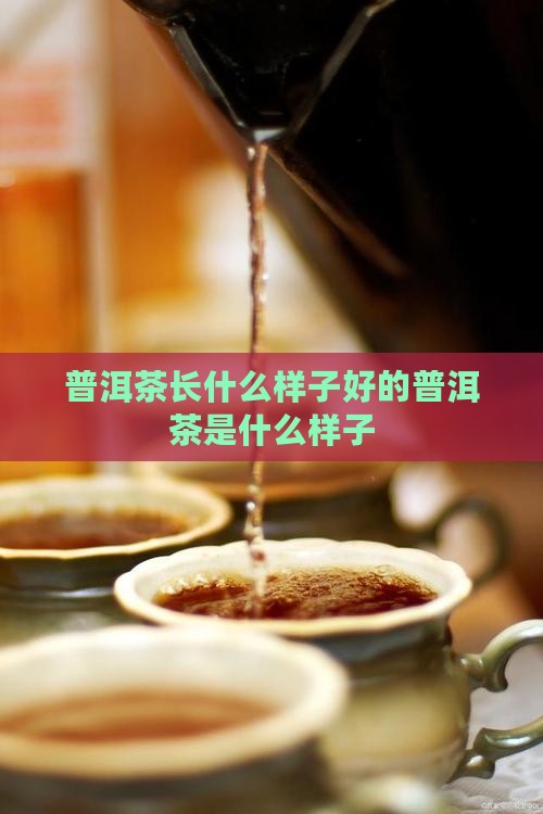 普洱茶长什么样子好的普洱茶是什么样子