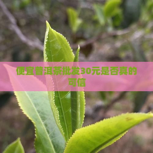 便宜普洱茶批发30元是否真的可信