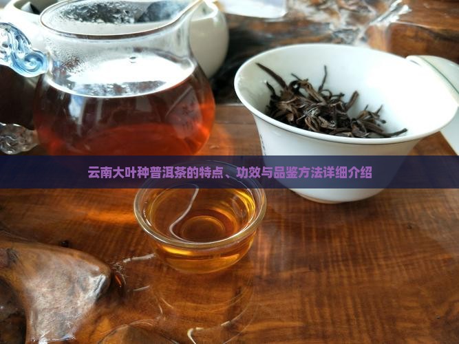云南大叶种普洱茶的特点、功效与品鉴方法详细介绍