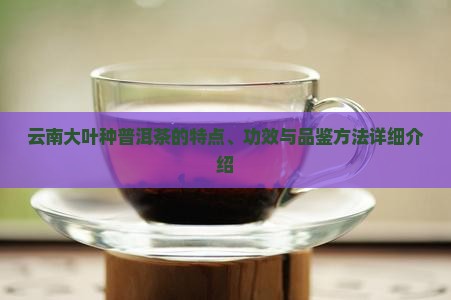 云南大叶种普洱茶的特点、功效与品鉴方法详细介绍