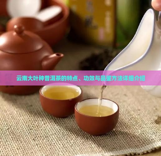 云南大叶种普洱茶的特点、功效与品鉴方法详细介绍