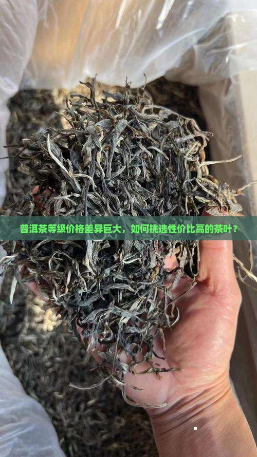普洱茶等级价格差异巨大，如何挑选性价比高的茶叶？