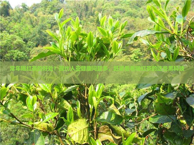 常年喝红茶的好处？现代人亚健康问题多，赶紧看看喝红茶的这些黑科技！