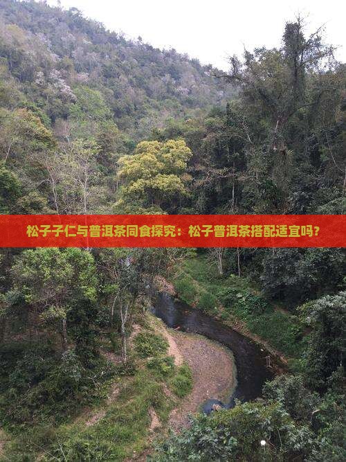 松子子仁与普洱茶同食探究：松子普洱茶搭配适宜吗？