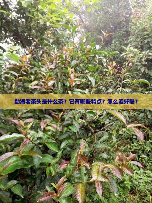 勐海老茶头是什么茶？它有哪些特点？怎么泡好喝？