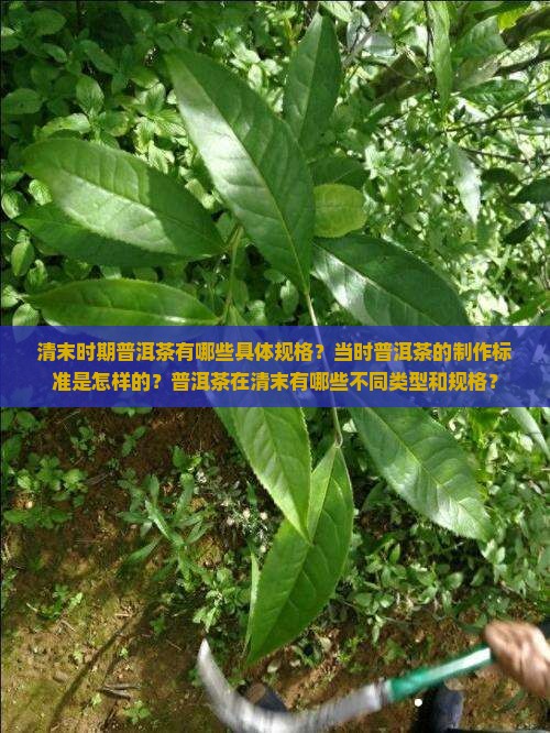 清末时期普洱茶有哪些具体规格？当时普洱茶的制作标准是怎样的？普洱茶在清末有哪些不同类型和规格？