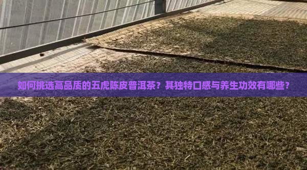 如何挑选高品质的五虎陈皮普洱茶？其独特口感与养生功效有哪些？