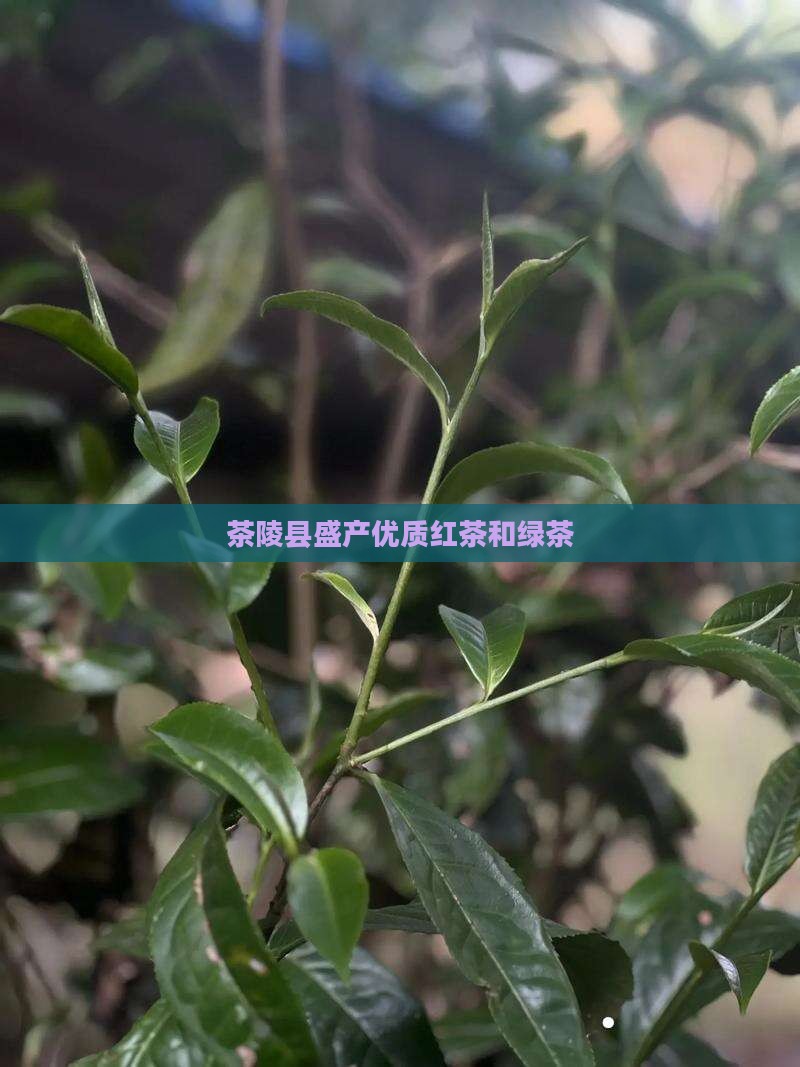 茶陵县盛产优质红茶和绿茶