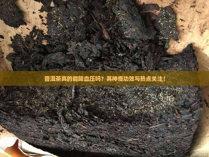 普洱茶真的能降血压吗？其神奇功效与热点关注！
