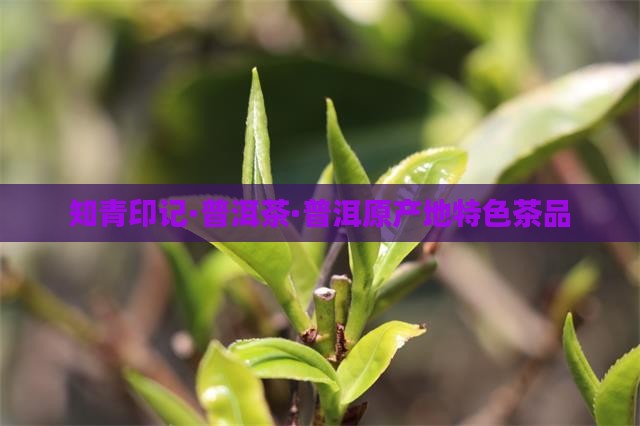 知青印记·普洱茶·普洱原产地特色茶品