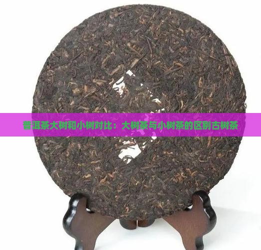 普洱茶大树和小树对比：大树茶与小树茶的区别古树茶