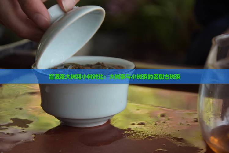 普洱茶大树和小树对比：大树茶与小树茶的区别古树茶