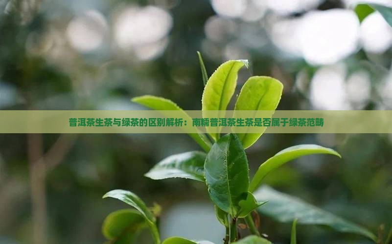 普洱茶生茶与绿茶的区别解析：南糯普洱茶生茶是否属于绿茶范畴