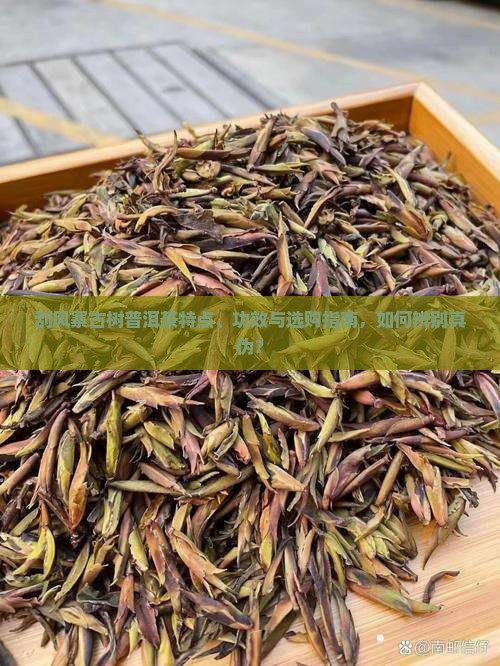 刮风寨古树普洱茶特点、功效与选购指南，如何辨别真伪？