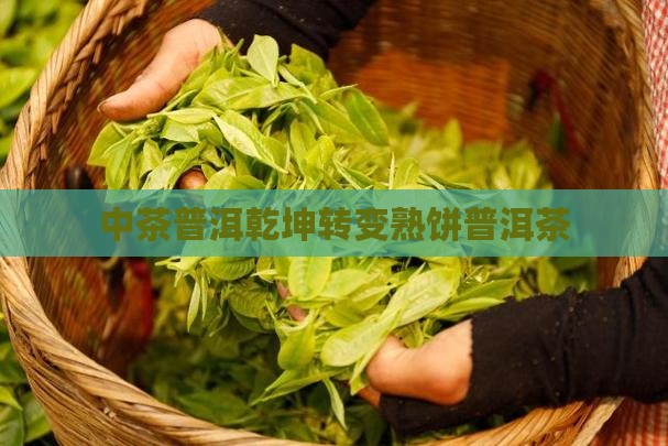 中茶普洱乾坤转变熟饼普洱茶