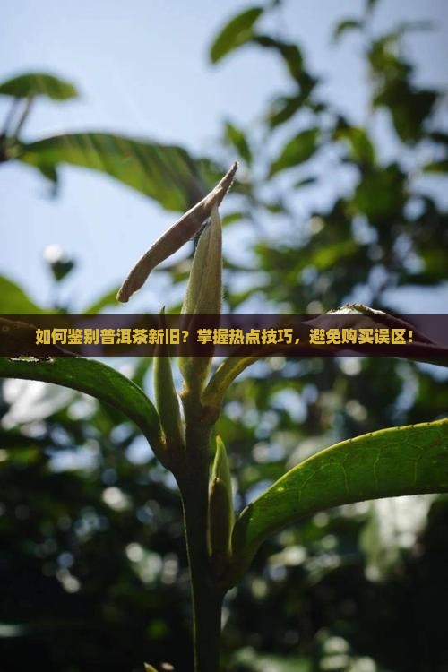如何鉴别普洱茶新旧？掌握热点技巧，避免购买误区！