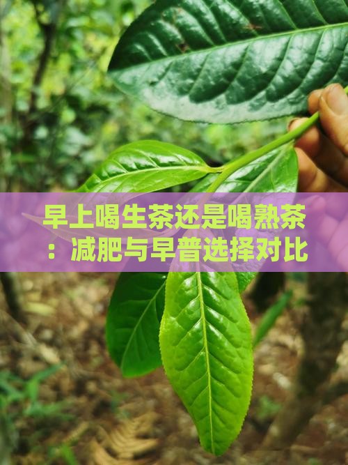早上喝生茶还是喝熟茶：减肥与早普选择对比
