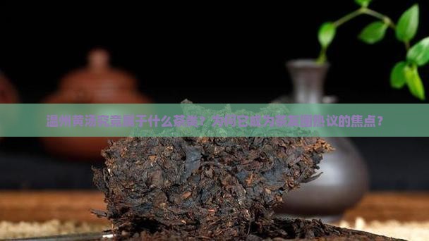 温州黄汤究竟属于什么茶类？为何它成为茶友圈热议的焦点？