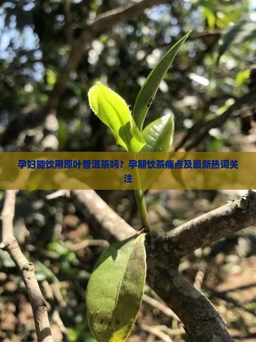 孕妇能饮用原叶普洱茶吗？孕期饮茶痛点及最新热词关注