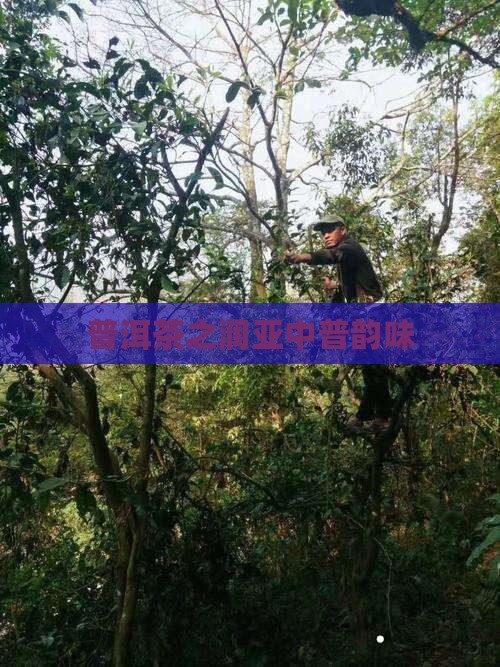 普洱茶之润亚中普韵味