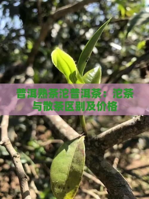 普洱熟茶沱普洱茶：沱茶与散茶区别及价格