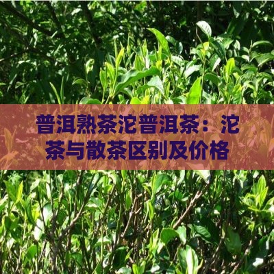 普洱熟茶沱普洱茶：沱茶与散茶区别及价格