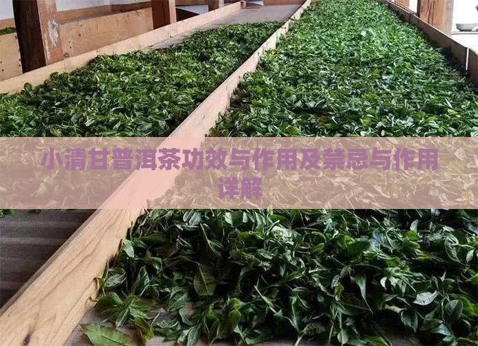 小清甘普洱茶功效与作用及禁忌与作用详解