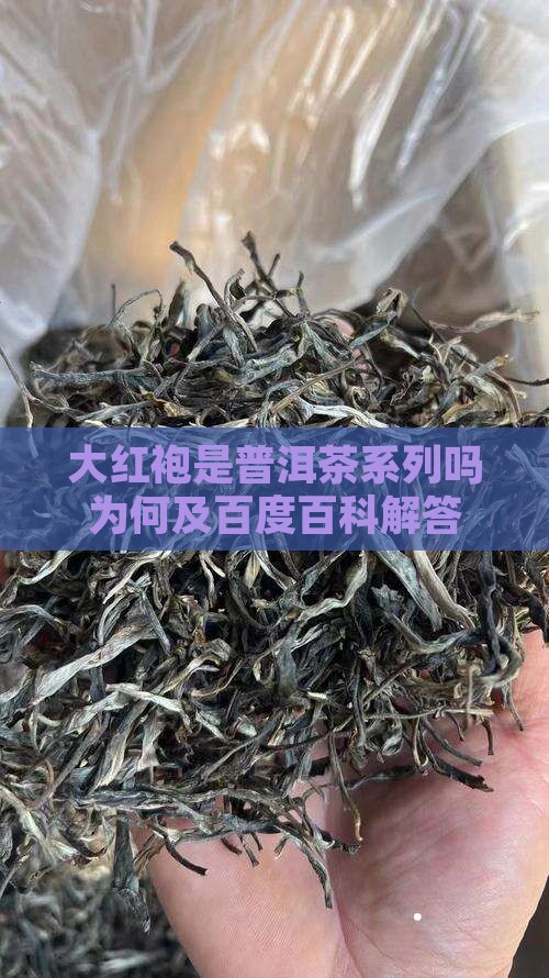 大红袍是普洱茶系列吗为何及百度百科解答