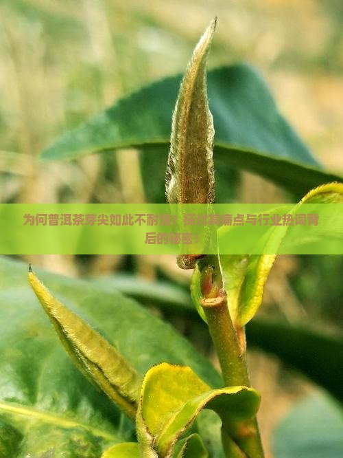 为何普洱茶芽尖如此不耐泡？探讨其痛点与行业热词背后的秘密！