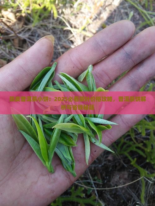 陈皮普洱茶小饼