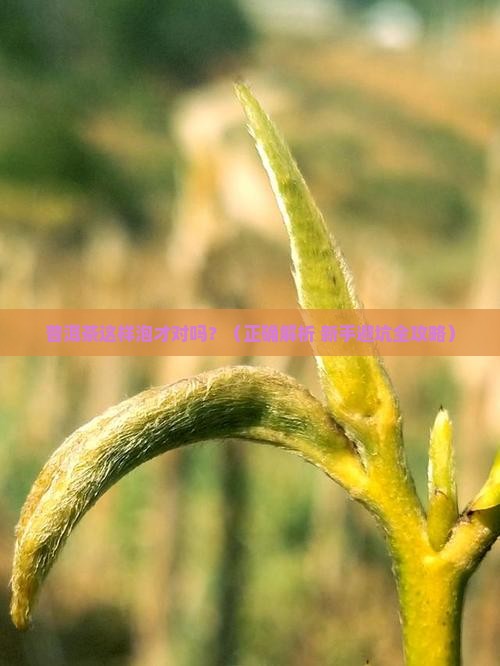 普洱茶怎么泡法才正确