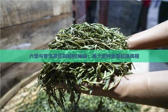六堡与普洱茶区别