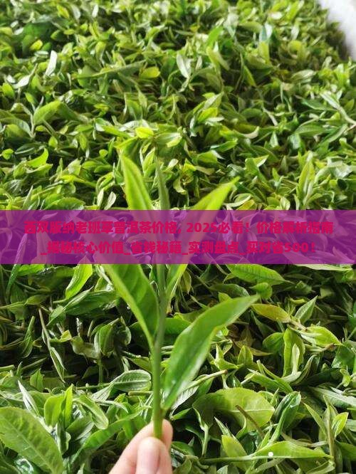 西双版纳老班草普洱茶价格