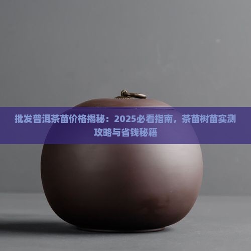 哪里批发云南普洱茶苗子