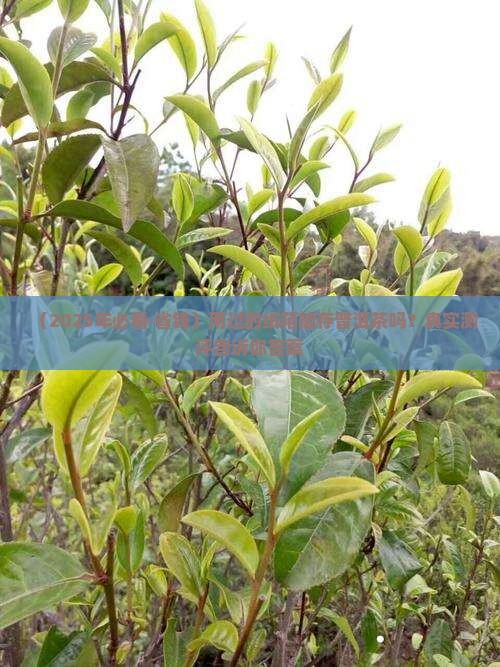 用过的纸箱可以放普洱茶吗