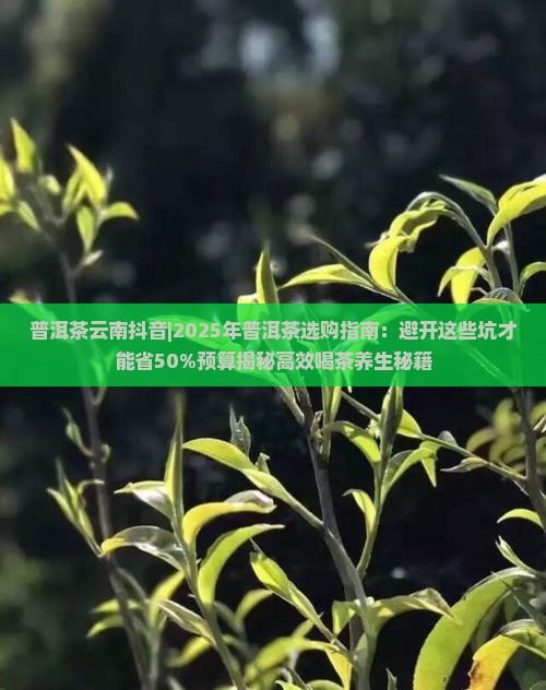 普洱茶云南抖音