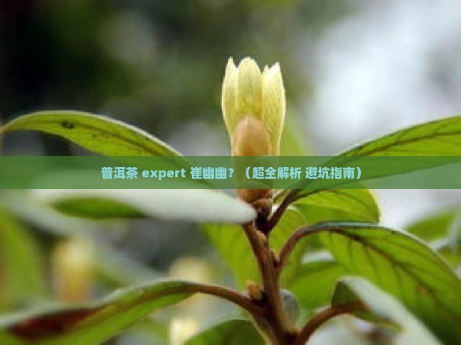 普洱茶专家崔幽幽