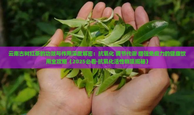 云南古树晒红茶的功效与作用