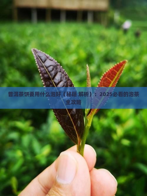普洱茶饼要用什么泡好