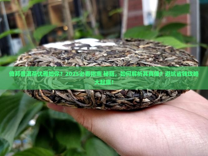 倚邦普洱茶优雅如你