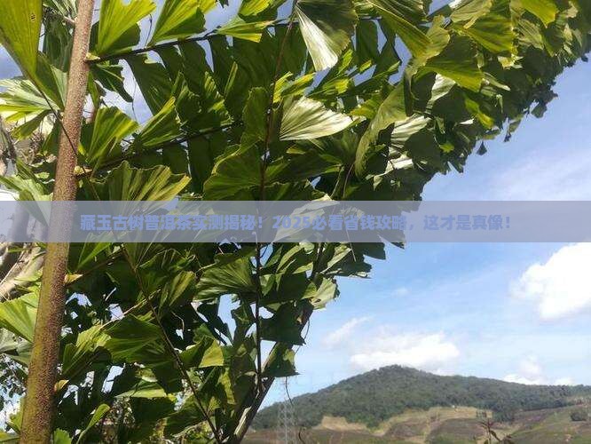 藏玉古树普洱茶